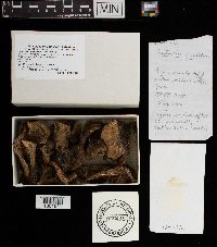 Thumbnail image of current specimen