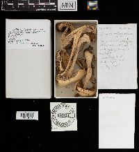 Laccaria ochropurpurea image