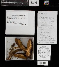 Boletus badius image