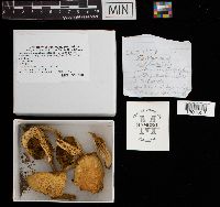 Boletus subtomentosus image