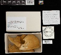 Laetiporus sulphureus image