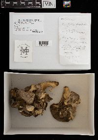 Grifola frondosa image