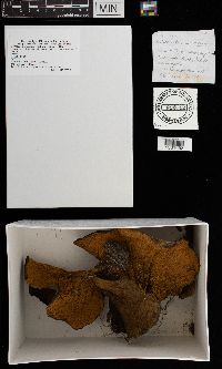 Boletinellus merulioides image