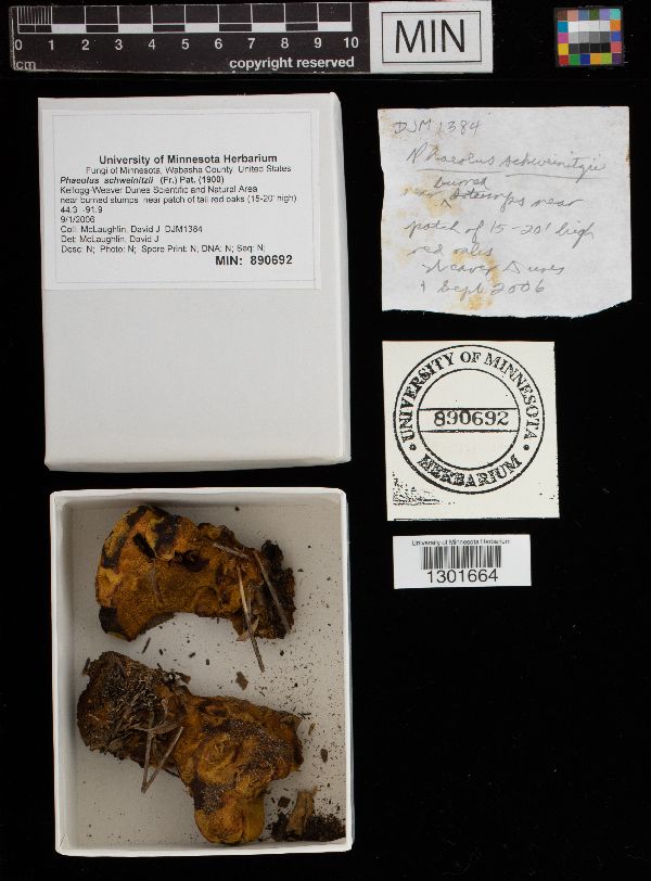 Phaeolus schweinitzii image