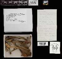 Clavariadelphus pistillaris image