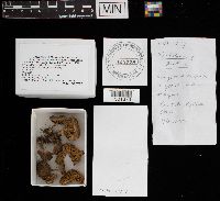 Tricholoma terreum image