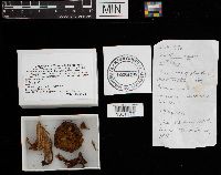 Tricholomopsis rutilans image