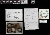 Astraeus hygrometricus image