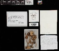 Thumbnail image of current specimen