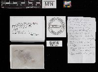 Bovista pusilla image