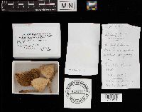 Leucoagaricus leucothites image