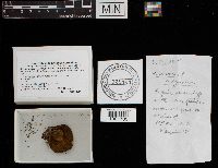 Boletus chrysenteron image