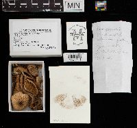 Agaricus placomyces image