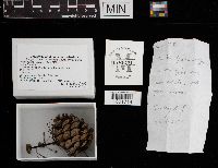 Auriscalpium vulgare image