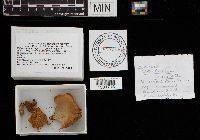 Hohenbuehelia angustata image