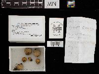 Bovista pusilla image