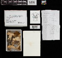 Clitopilus prunulus image