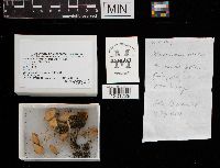 Marasmius oreades image