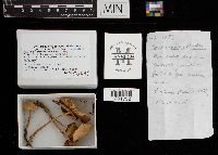 Marasmius oreades image