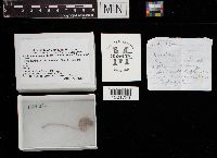 Xerula megalospora image