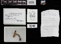 Helvella macropus image