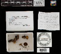 Chalciporus piperatus image