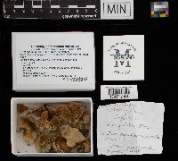 Trichaptum biforme image