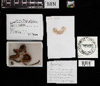 Thumbnail image of current specimen