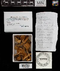 Cantharellus cinnabarinus image