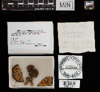 Tricholoma virgatum image