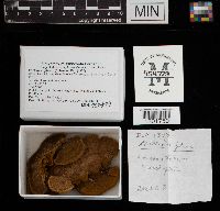 Phellinus gilvus image