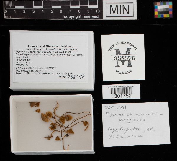 Mycena aurantiomarginata image