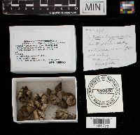 Astraeus hygrometricus image