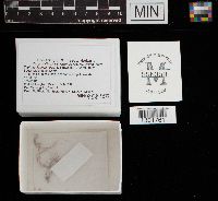 Media resource of Macrotyphula juncea