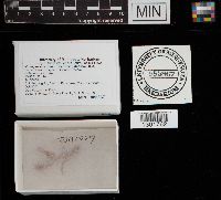 Microglossum rufum image