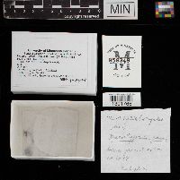 Macrotyphula juncea image