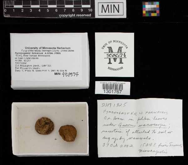 Hymenogaster farinaceus image