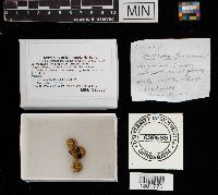 Scleroderma areolatum image