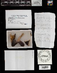 Russula mariae image