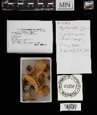 Cantharellus cibarius image