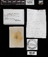 Tremella fuciformis image