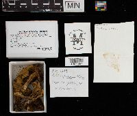 Boletus chrysenteron image