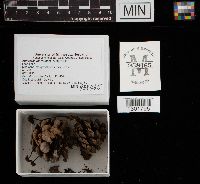 Auriscalpium vulgare image