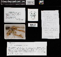 Clavulina coralloides image