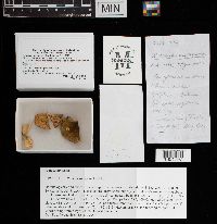 Russula aeruginea image