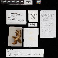 Russula aeruginea image