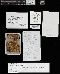 Clavulina coralloides image