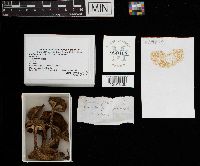 Suillus pictus image