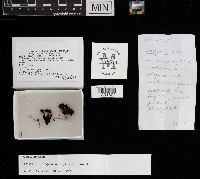 Collybia cookei image