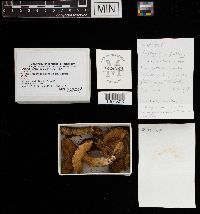 Tylopilus felleus image